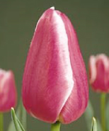 Pallada