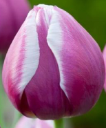 Purple Flag