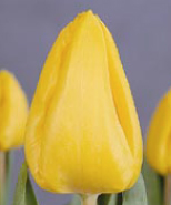 Yellow Flight